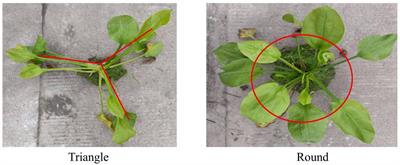 Diversity, chemical constituents and biological activities of endophytic fungi from Alisma orientale (Sam.) Juzep.